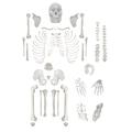 Eisco Skelton, Human, Disarticulated AMCHA100AS